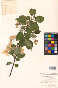 Malus prunifolia (Willd.) Borkh., Eastern Europe, Moscow region (E4a) (Russia)