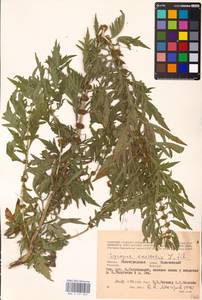 MHA 0 157 833, Lycopus exaltatus L.f., Eastern Europe, Lower Volga region (E9) (Russia)