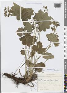 Alchemilla hebescens Juz., Siberia, Altai & Sayany Mountains (S2) (Russia)