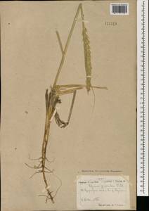 Leymus racemosus (Lam.) Tzvelev, Mongolia (MONG) (Mongolia)