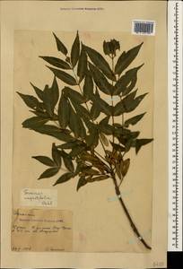 Fraxinus angustifolia Vahl , nom. cons., Crimea (KRYM) (Russia)