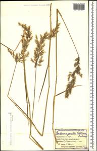 Calamagrostis pseudophragmites (Haller f.) Koeler, Caucasus, Georgia (K4) (Georgia)