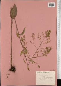 Lepidium latifolium L., Eastern Europe, Central region (E4) (Russia)