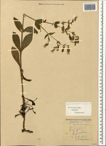 Silene latifolia subsp. latifolia, Crimea (KRYM) (Russia)