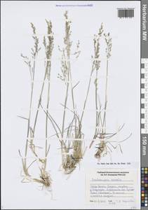 Deschampsia cespitosa subsp. cespitosa, Siberia, Yakutia (S5) (Russia)