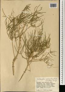 Haloxylon ammodendron (C. A. Mey.) Bunge ex Fenzl, Mongolia (MONG) (Mongolia)