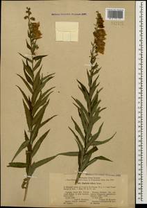 Digitalis ciliata Trautv., Caucasus, Stavropol Krai, Karachay-Cherkessia & Kabardino-Balkaria (K1b) (Russia)