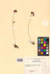 Hylotelephium telephium (L.) H. Ohba, Siberia, Chukotka & Kamchatka (S7) (Russia)