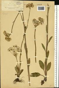 Tephroseris integrifolia (L.) Holub, Eastern Europe, North-Western region (E2) (Russia)