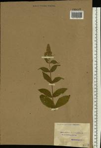 Mentha longifolia (L.) L., Eastern Europe, Volga-Kama region (E7) (Russia)