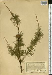 Larix sibirica Ledeb., Siberia, Altai & Sayany Mountains (S2) (Russia)