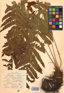 Osmundastrum cinnamomeum subsp. asiaticum (Fern.) Fraser-Jenkins, Siberia, Russian Far East (S6) (Russia)