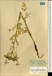 Cnidium dauricum (Jacq.) Turcz. ex Fisch. & C. A. Mey., Mongolia (MONG) (Mongolia)