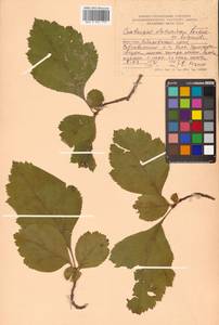 Crataegus dahurica (Dieck) Koehne, Siberia, Russian Far East (S6) (Russia)