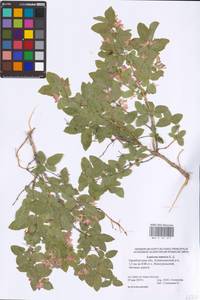 Lonicera tatarica L., Eastern Europe, Eastern region (E10) (Russia)