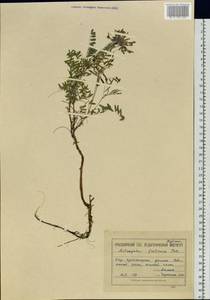 Astragalus syriacus L., Siberia, Central Siberia (S3) (Russia)
