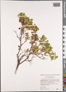 Vaccinium uliginosum L., Siberia, Russian Far East (S6) (Russia)