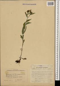 Centaurea phrygia subsp. salicifolia (M. Bieb. ex Willd.) Mikheev, Caucasus, Armenia (K5) (Armenia)