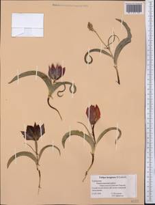Tulipa hoogiana B.Fedtsch., Middle Asia, Kopet Dag, Badkhyz, Small & Great Balkhan (M1) (Turkmenistan)