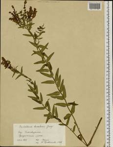 Scutellaria baicalensis Georgi, Siberia, Russian Far East (S6) (Russia)