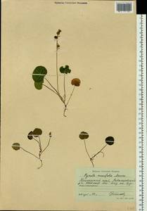 Pyrola renifolia Maxim., Siberia, Russian Far East (S6) (Russia)