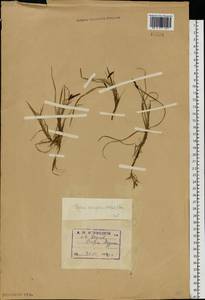 Carex rariflora (Wahlenb.) Sm., Eastern Europe, Northern region (E1) (Russia)