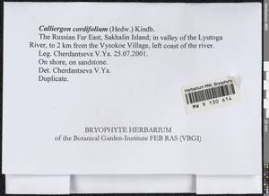 Calliergon cordifolium (Hedw.) Kindb., Bryophytes, Bryophytes - Russian Far East (excl. Chukotka & Kamchatka) (B20) (Russia)