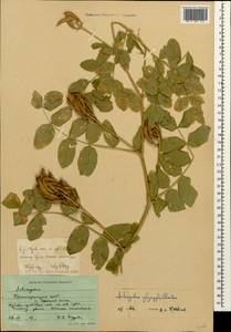Astragalus glycyphylloides DC., Caucasus, Krasnodar Krai & Adygea (K1a) (Russia)