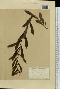 Salix purpurea, Eastern Europe, Moscow region (E4a) (Russia)