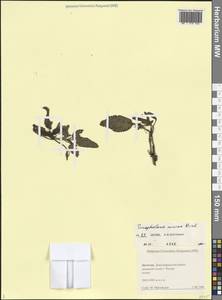 Scrophularia minima M.Bieb., Caucasus, Dagestan (K2) (Russia)
