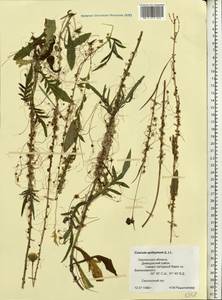 Cuscuta epithymum (L.) L., Eastern Europe, Western region (E3) (Russia)