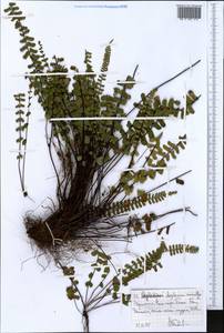 Asplenium monanthes L., Africa (AFR) (Ethiopia)