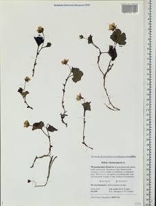 Rubus chamaemorus L., Eastern Europe, Northern region (E1) (Russia)