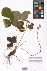 Fragaria ×ananassa (Weston) Rozier, Eastern Europe, Moscow region (E4a) (Russia)