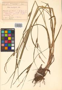 Carex atherodes Spreng., Siberia, Russian Far East (S6) (Russia)