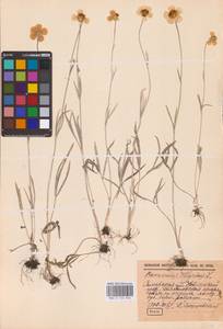 Ranunculus illyricus L., Eastern Europe, Lower Volga region (E9) (Russia)