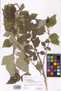 Populus tremuloides Michx., Eastern Europe, Western region (E3) (Russia)