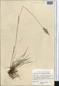 Trisetum spicatum (L.) K.Richt., Middle Asia, Northern & Central Tian Shan (M4) (Kyrgyzstan)