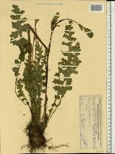 Pedicularis sceptrum-carolinum, Eastern Europe, Volga-Kama region (E7) (Russia)