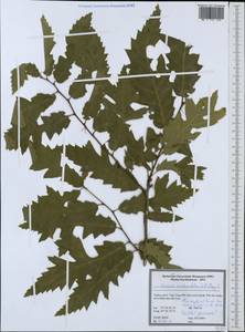Quercus castaneifolia C.A.Mey., South Asia, South Asia (Asia outside ex-Soviet states and Mongolia) (ASIA) (Turkey)