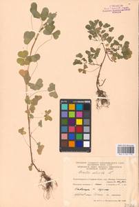 Oxalis corniculata L., Eastern Europe, Moscow region (E4a) (Russia)