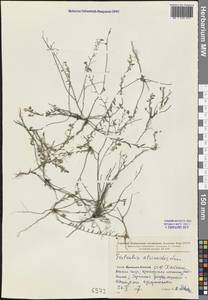 Evolvulus alsinoides (L.) L., South Asia, South Asia (Asia outside ex-Soviet states and Mongolia) (ASIA) (China)