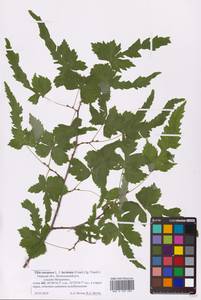 Tilia × europaea L., Eastern Europe, North-Western region (E2) (Russia)