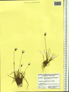 Eriophorum callitrix Cham. ex C.A.Mey., Siberia, Central Siberia (S3) (Russia)