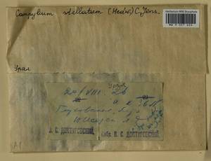 Campylium stellatum (Hedw.) Lange & C.E.O. Jensen, Bryophytes, Bryophytes - Permsky Krai, Udmurt Republic, Sverdlovsk & Kirov Oblasts (B8) (Russia)