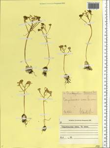 Ornithogalum orthophyllum subsp. kochii (Parl.) Zahar., Eastern Europe, North Ukrainian region (E11) (Ukraine)