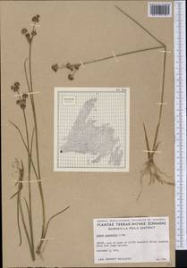 Juncus canadensis J. Gay, America (AMER) (Canada)