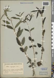 Urtica dioica var. holosericea Fr., Siberia, Yakutia (S5) (Russia)