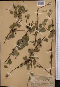 Cotoneaster multiflorus Bunge, Middle Asia, Western Tian Shan & Karatau (M3) (Kazakhstan)