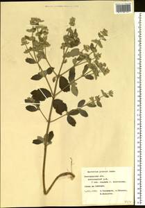 Marrubium parviflorum subsp. parviflorum, Eastern Europe, Central forest-and-steppe region (E6) (Russia)